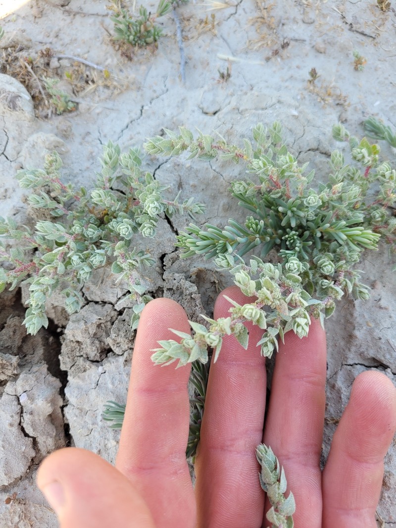 Lost Hills Saltbush photo 2