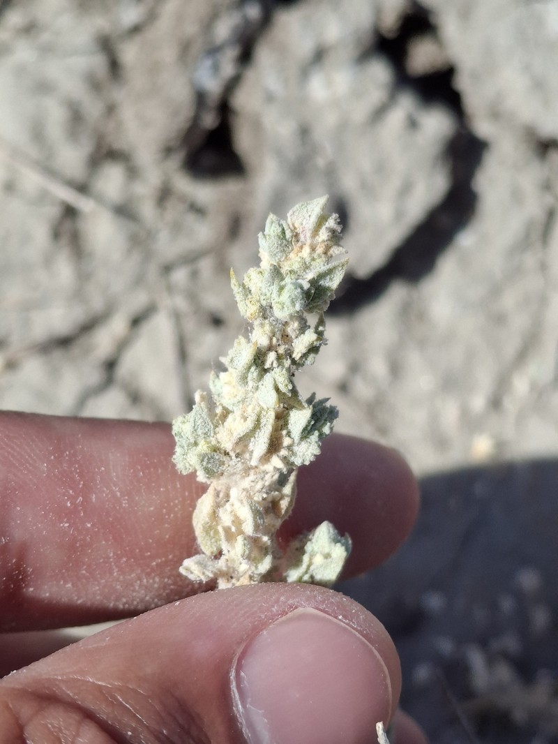 Lost Hills Saltbush photo 3