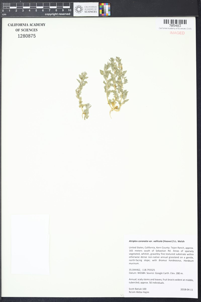 Lost Hills Saltbush photo 4