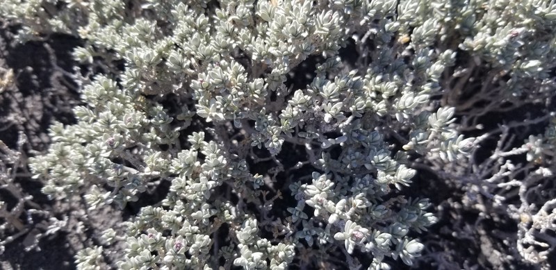 Mat Saltbush