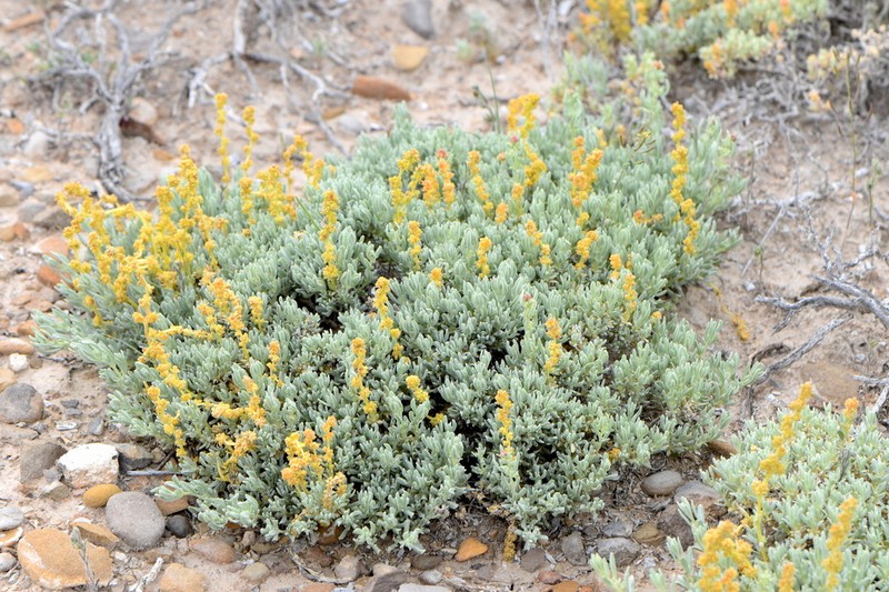Mat Saltbush photo 2