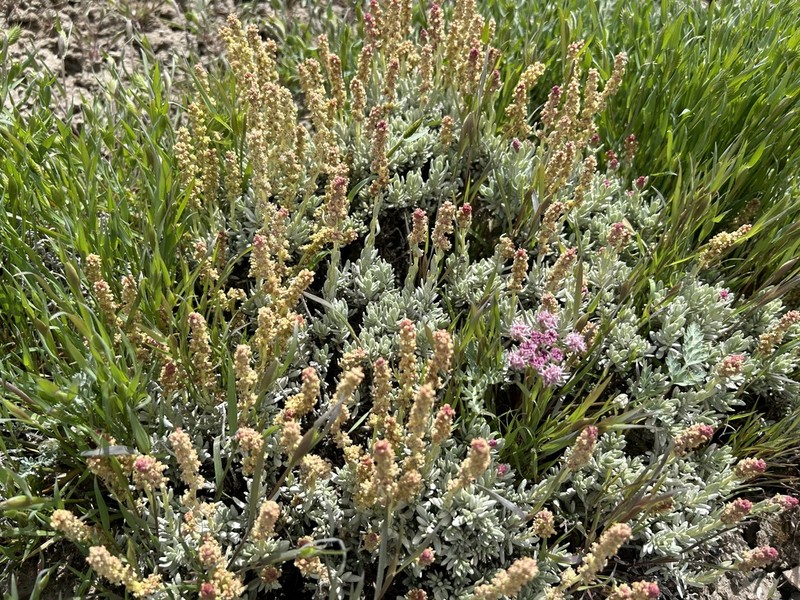 Mat Saltbush photo 3