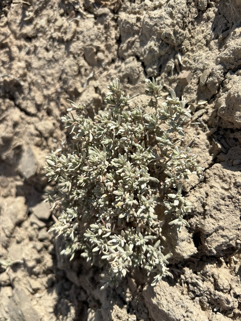 Mat Saltbush photo 4
