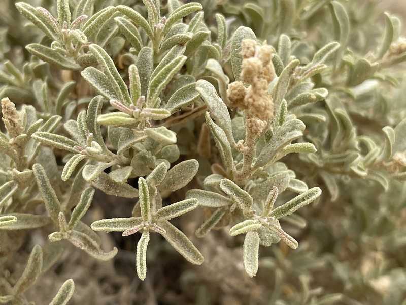 Mat Saltbush photo 5