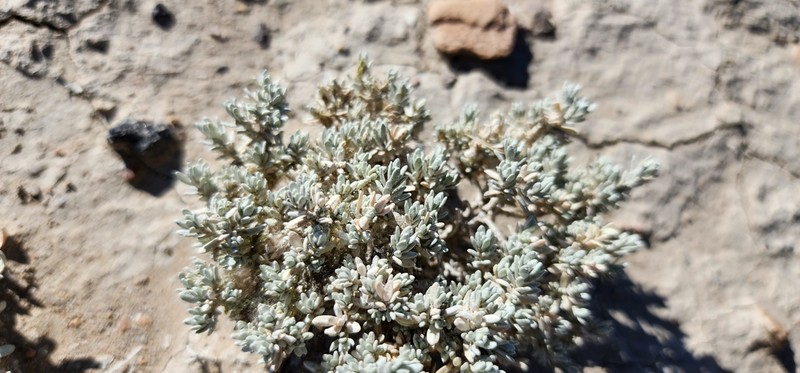 Mat Saltbush photo 6