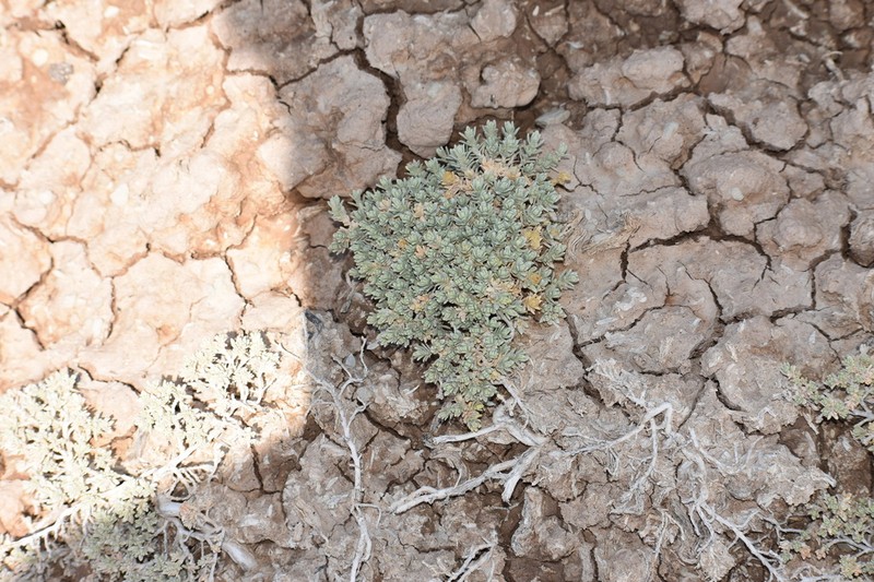 Mat Saltbush photo 7
