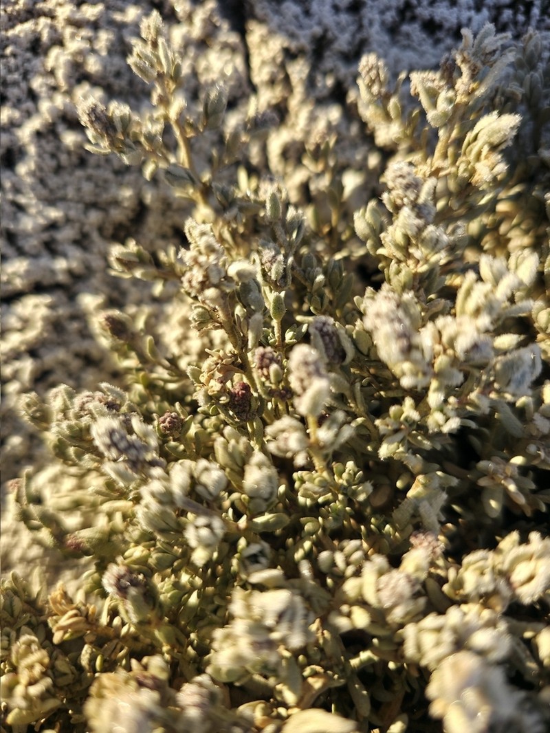 Mat Saltbush photo 8