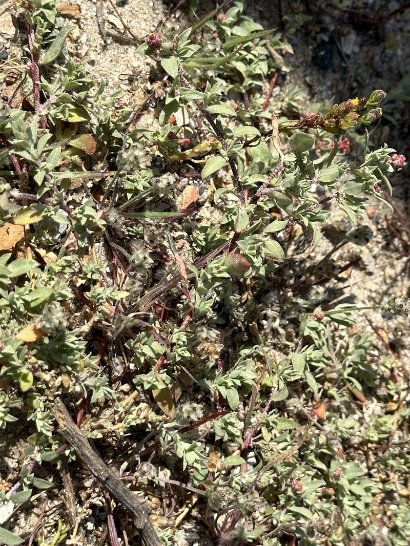 Coulter's Saltbush