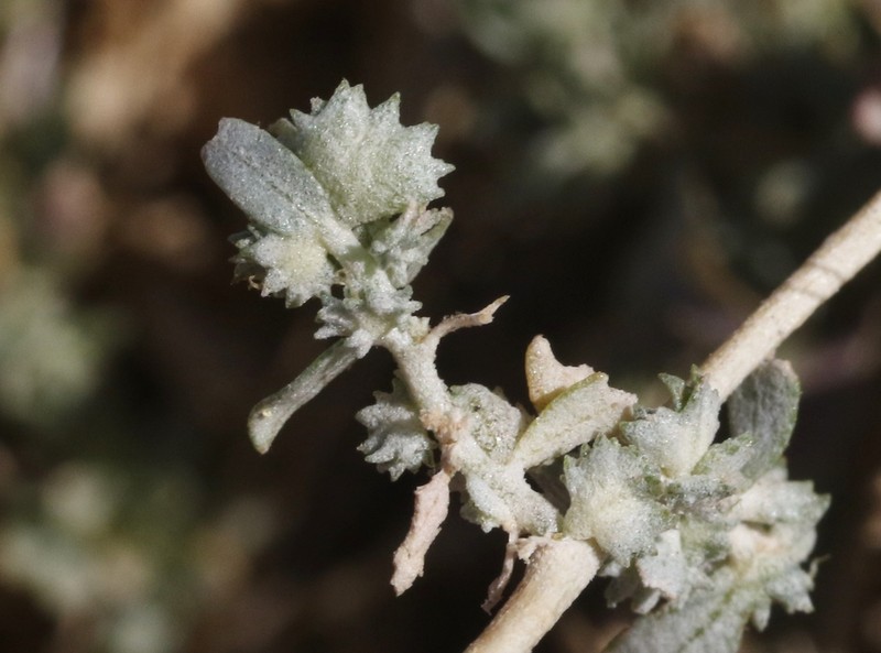 Coulter's Saltbush photo 3