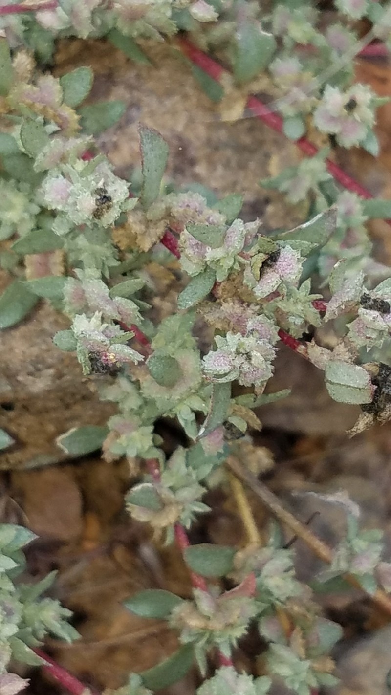 Coulter's Saltbush photo 4
