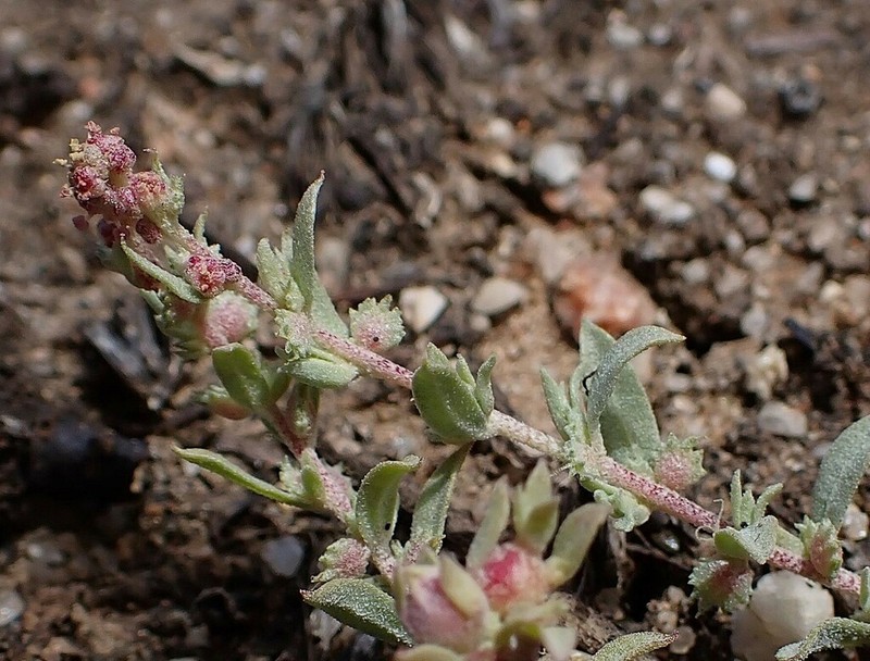 Coulter's Saltbush photo 5