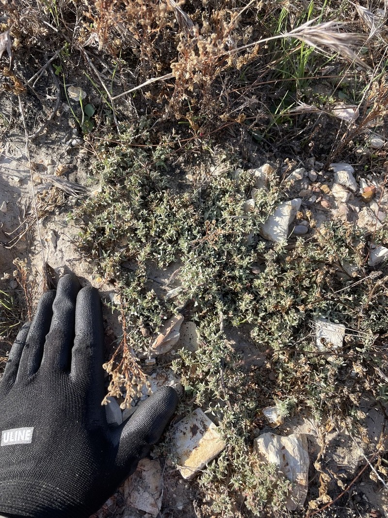 Coulter's Saltbush photo 6