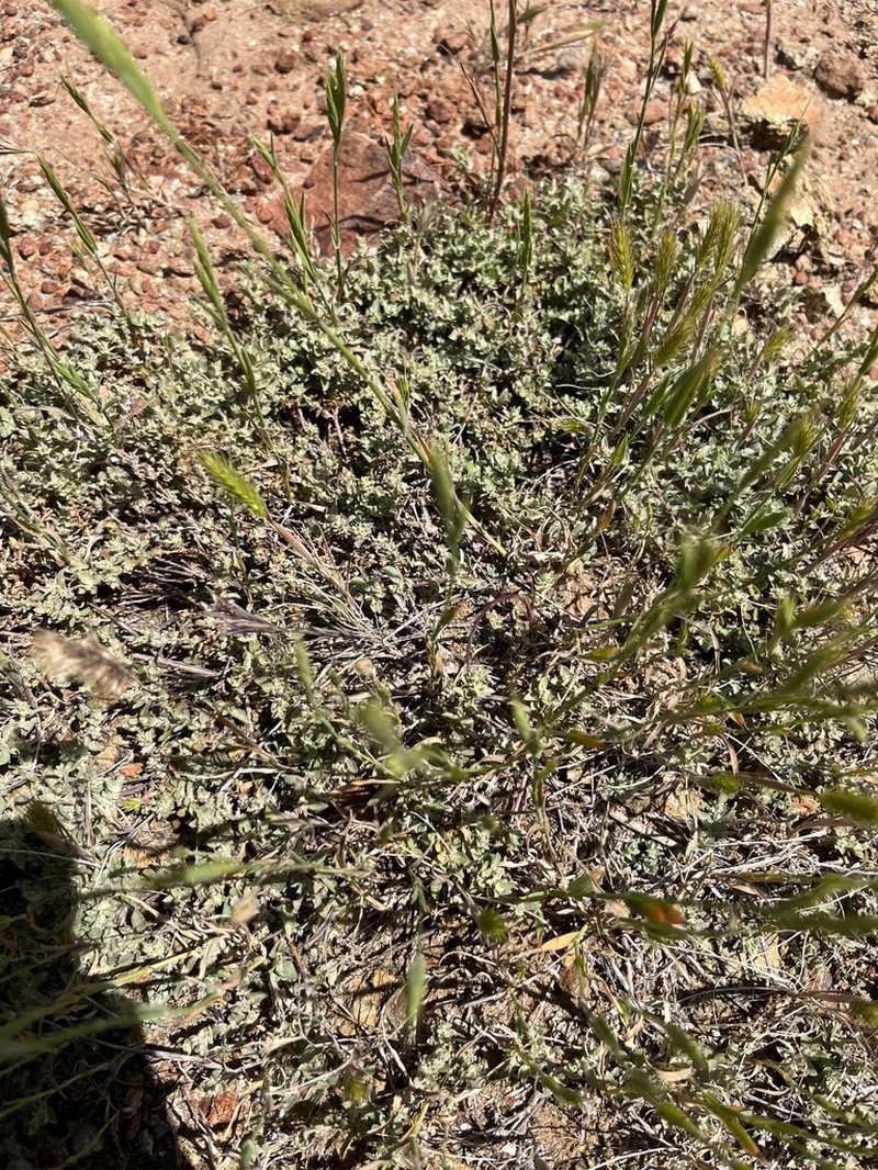 Coulter's Saltbush photo 7