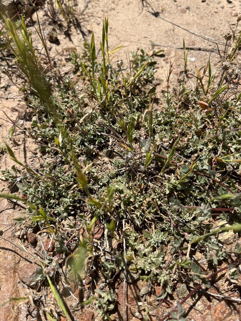 Coulter's Saltbush photo 8