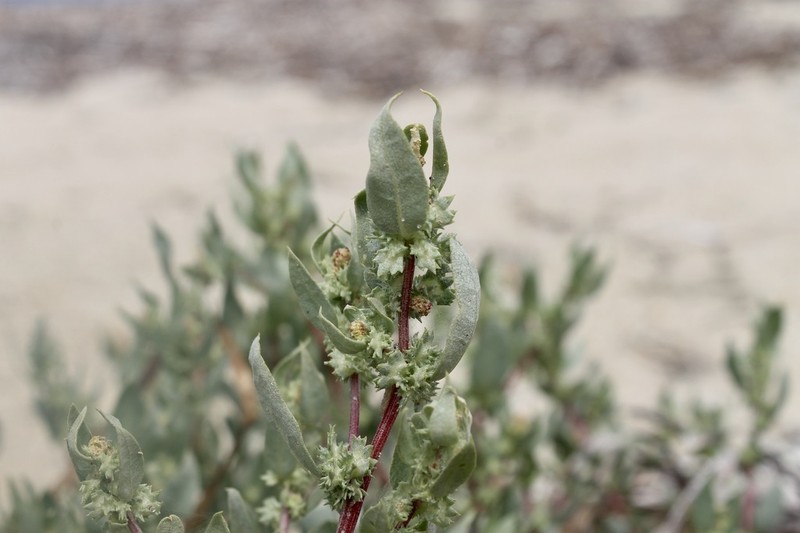 Crested Saltbush photo 5