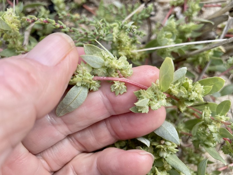 Crested Saltbush photo 6