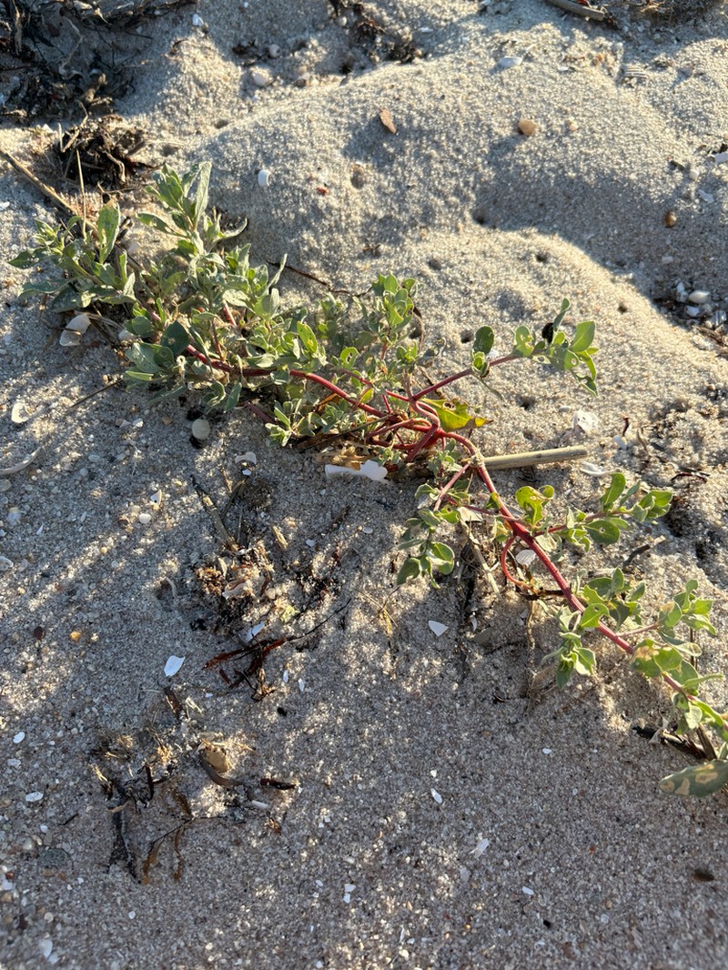 Crested Saltbush photo 7