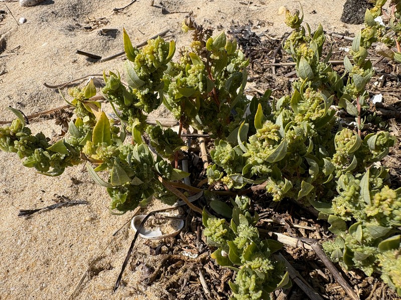 Texas Saltbush photo 3
