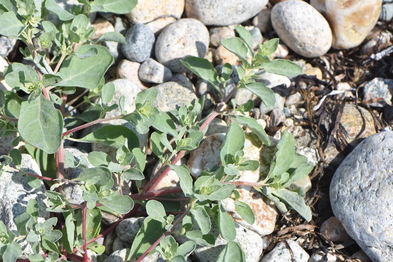 Texas Saltbush photo 4