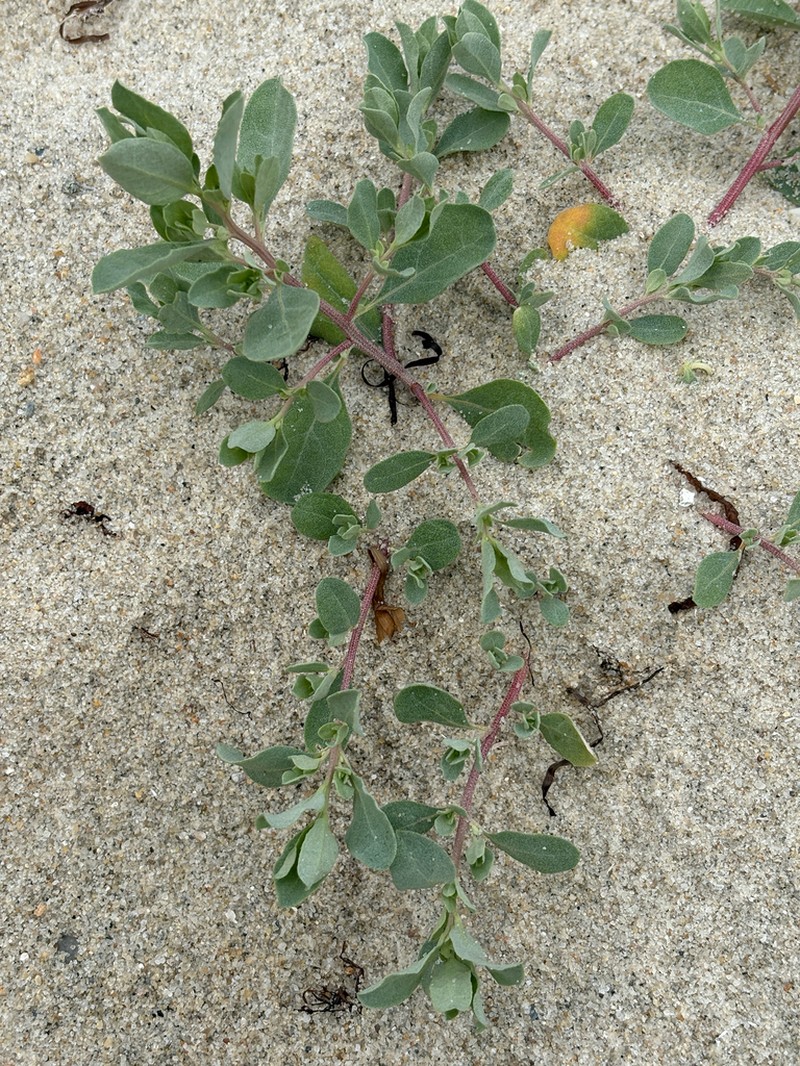 Ward's Saltbush