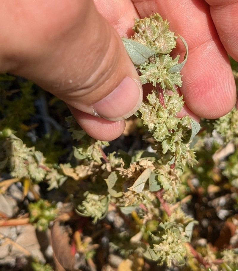 Ward's Saltbush photo 2