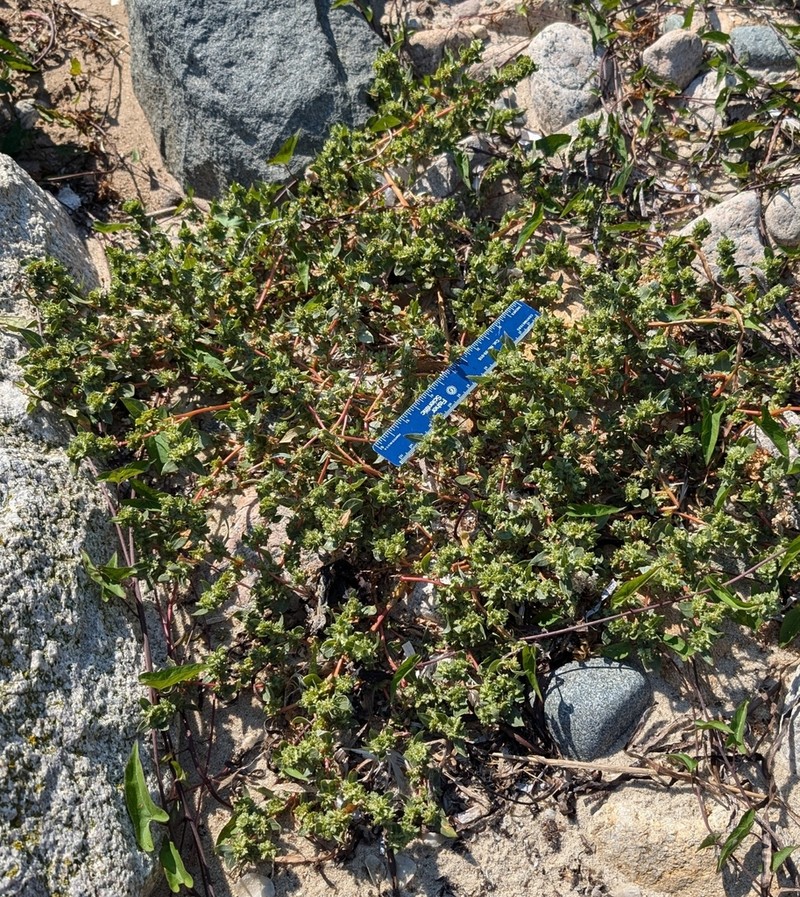 Ward's Saltbush photo 8