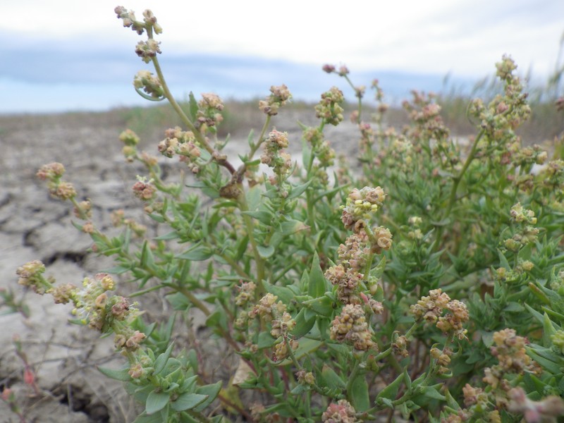 Saline Saltbush
