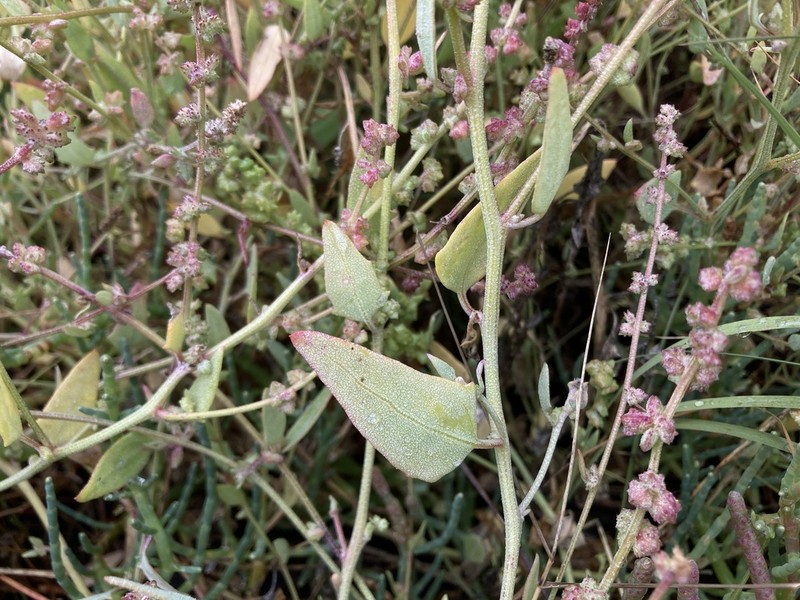 Saline Saltbush