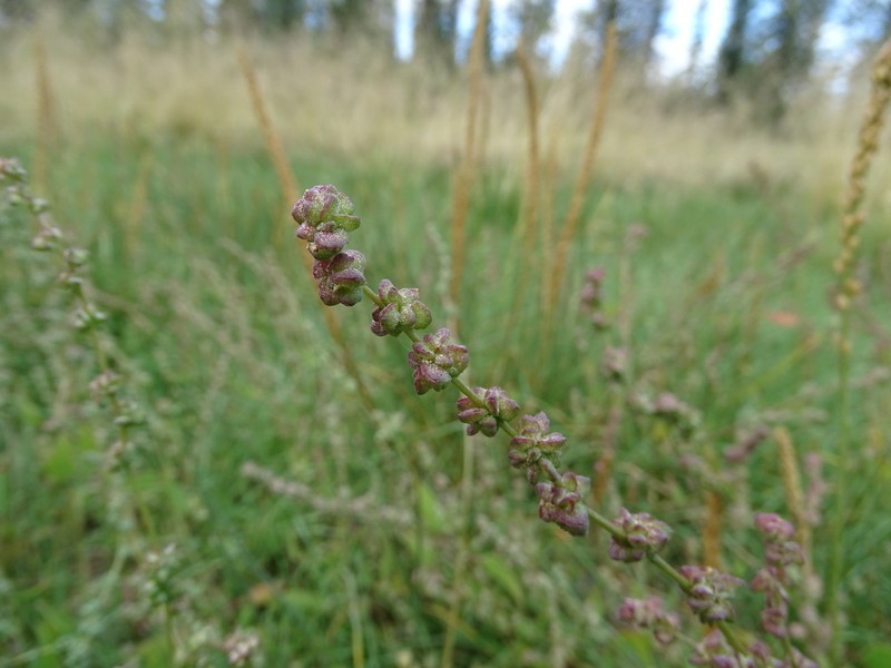 Saline Saltbush photo 2