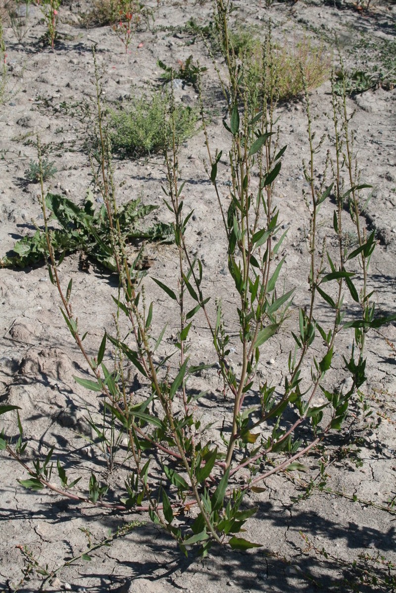 Saline Saltbush photo 3