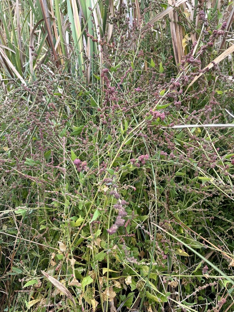 Saline Saltbush photo 4