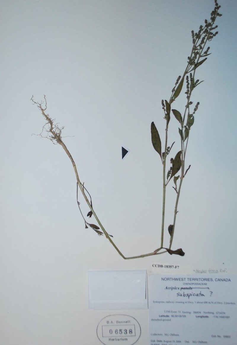 Saline Saltbush photo 6
