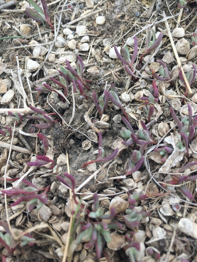 Saline Saltbush photo 7