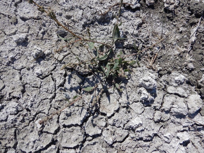 Saline Saltbush photo 8