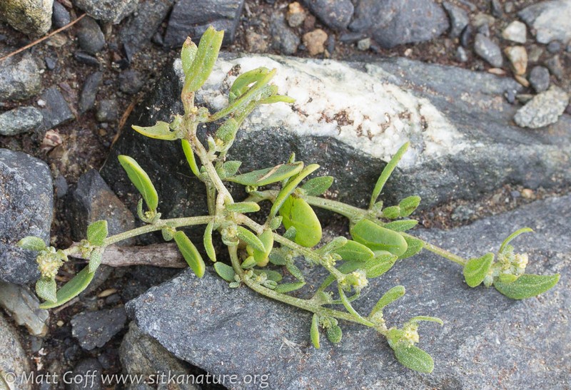 Seashore Saltbush