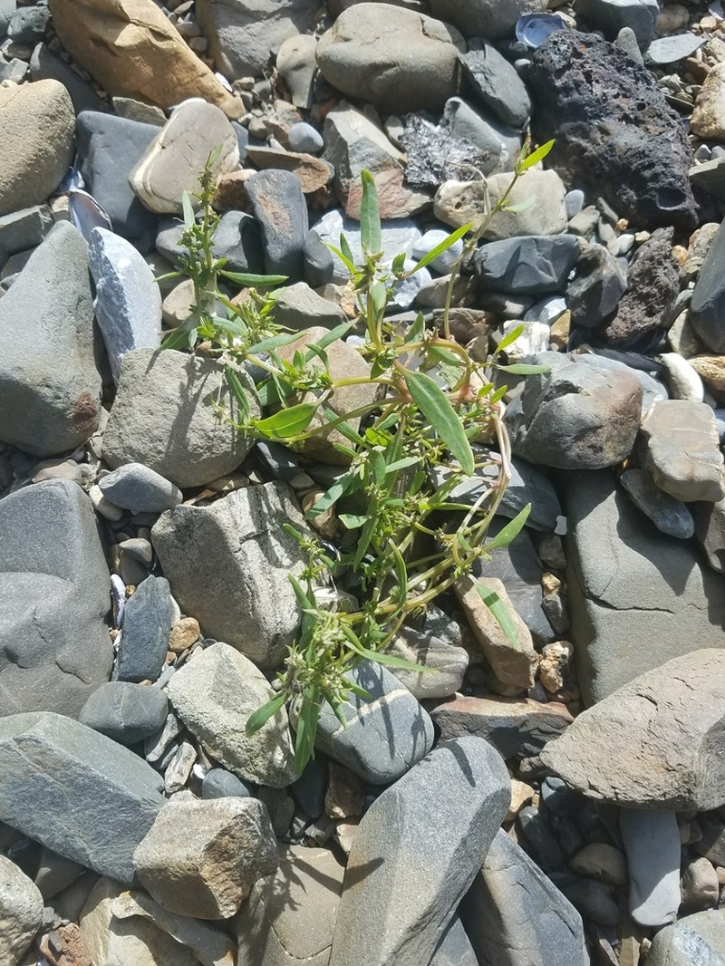 Seashore Saltbush photo 2