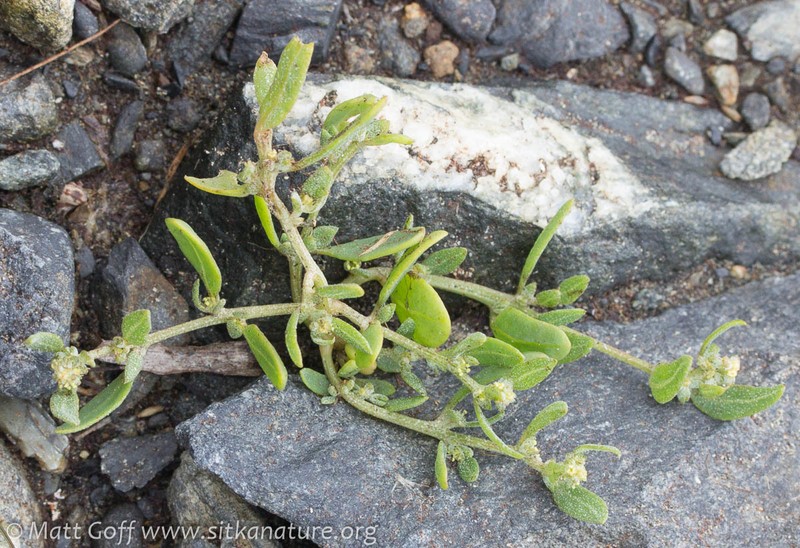 Seashore Saltbush photo 3