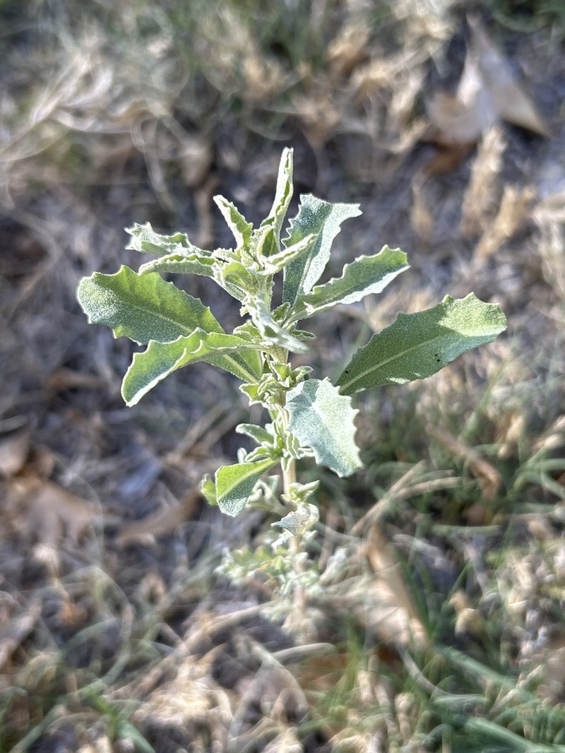 Wheelscale Saltbush photo 3