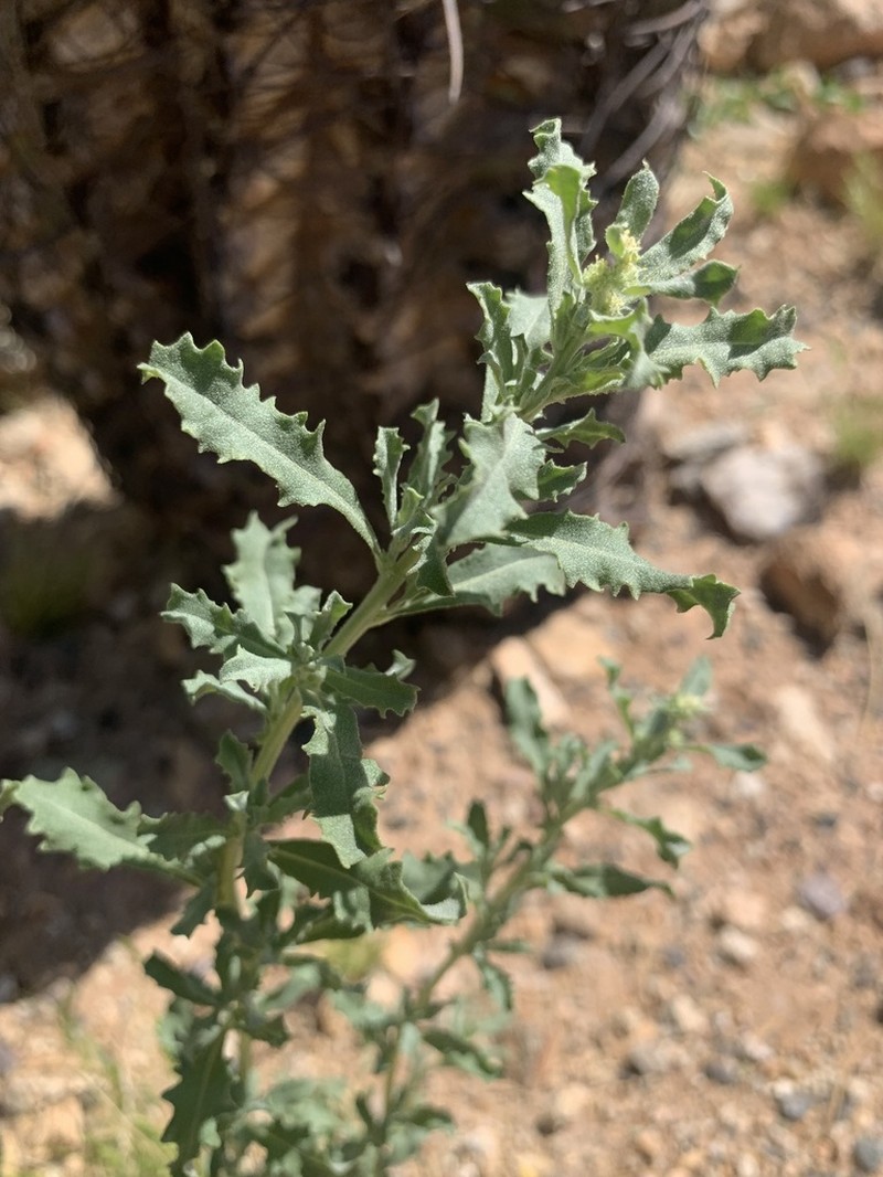 Wheelscale Saltbush photo 4