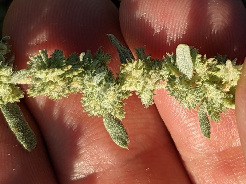 Wheelscale Saltbush photo 5
