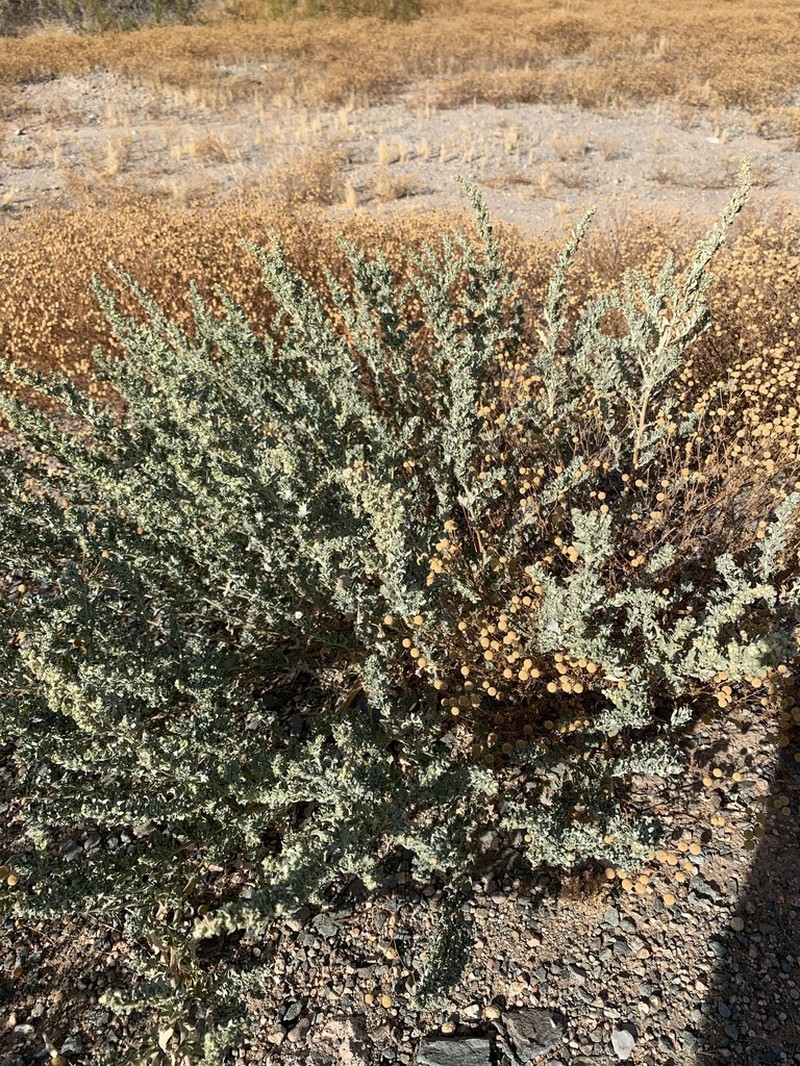 Wheelscale Saltbush photo 6