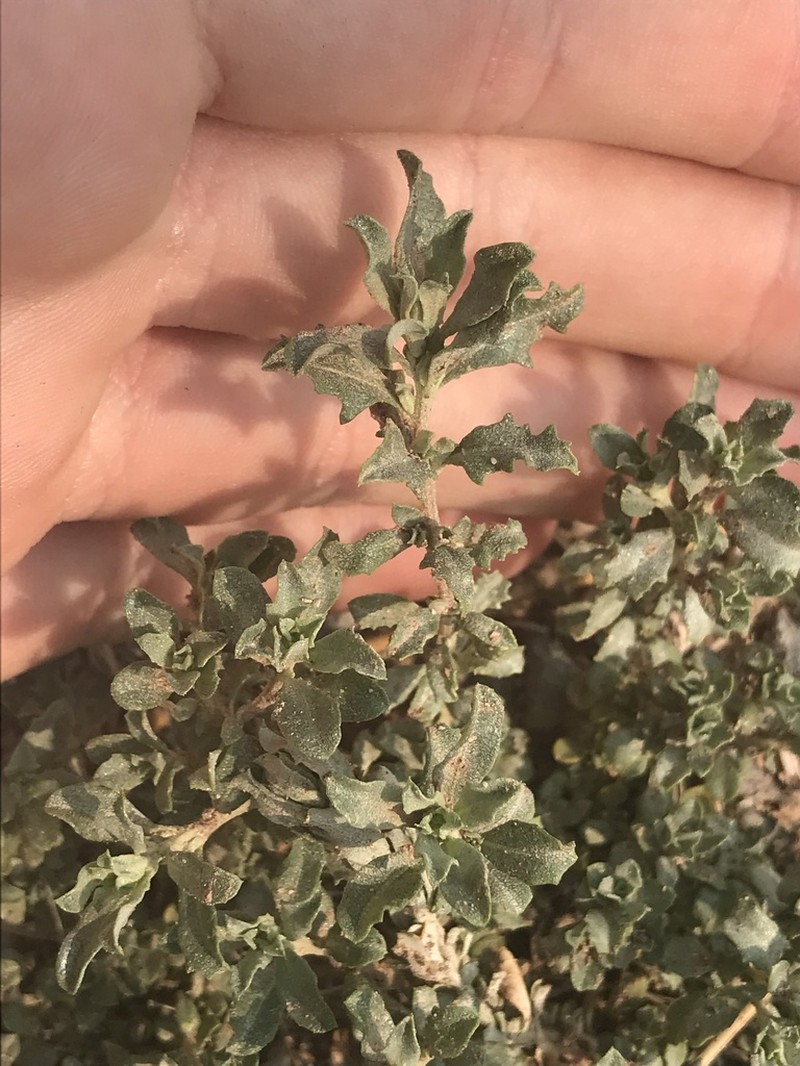 Wheelscale Saltbush photo 7