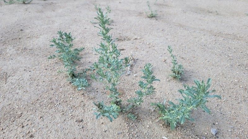 Wheelscale Saltbush photo 8