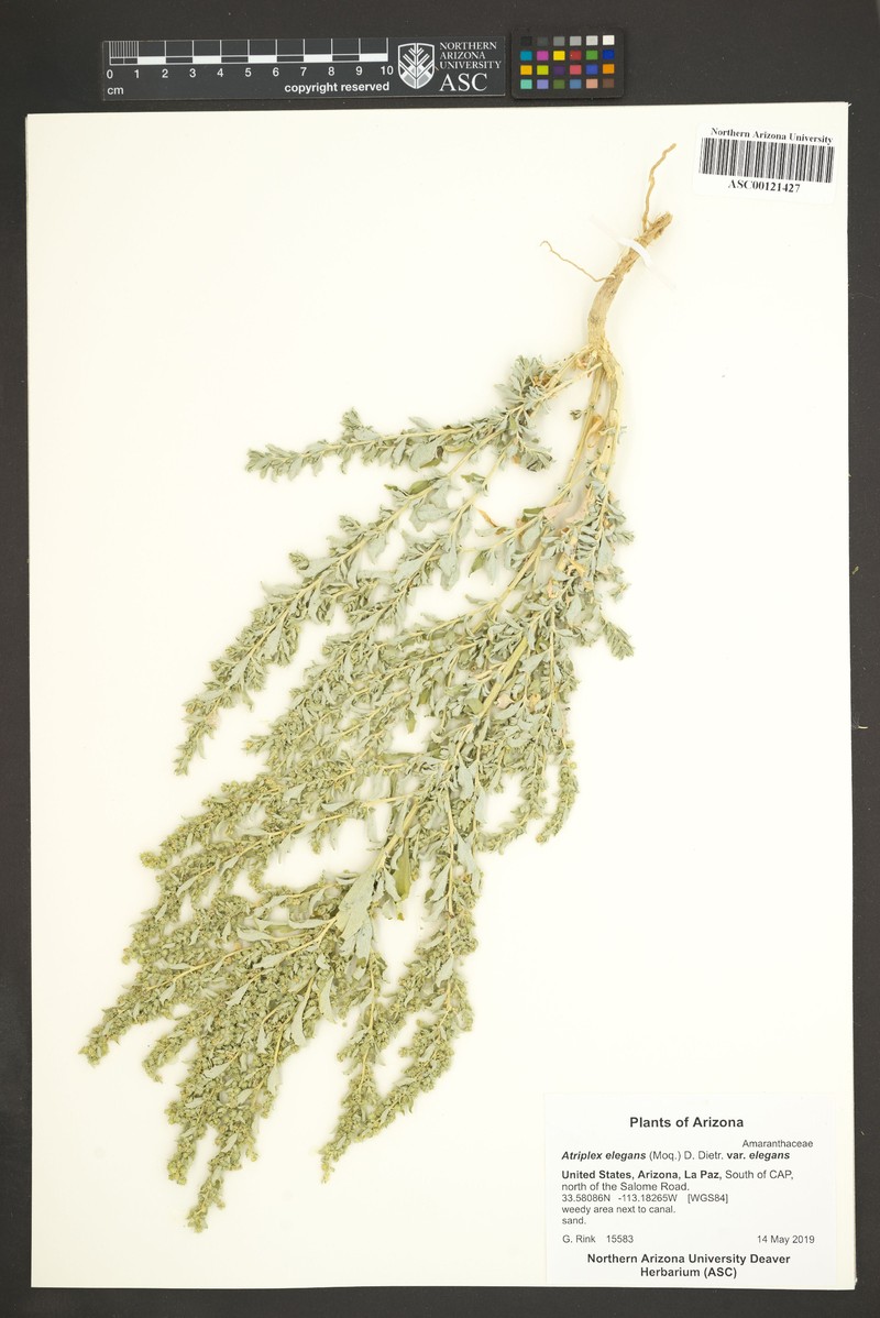 Atriplex elegans var. elegans photo 3