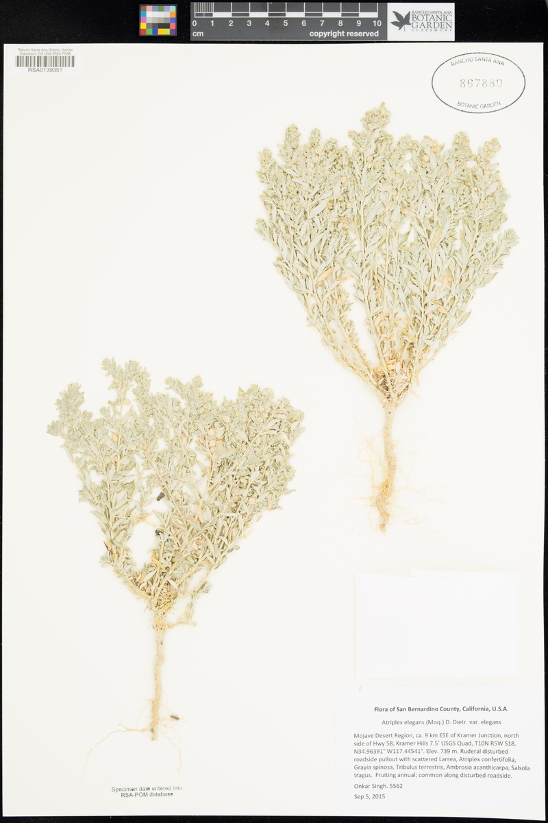Atriplex elegans var. elegans photo 4