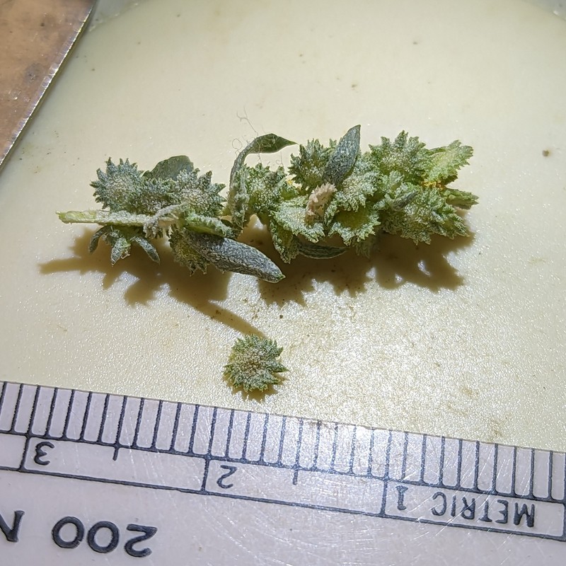 Atriplex elegans var. elegans