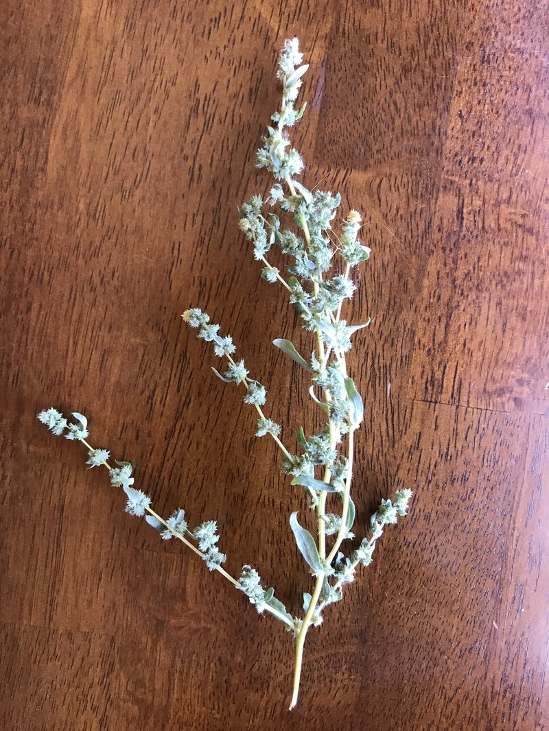 Atriplex elegans var. elegans photo 2