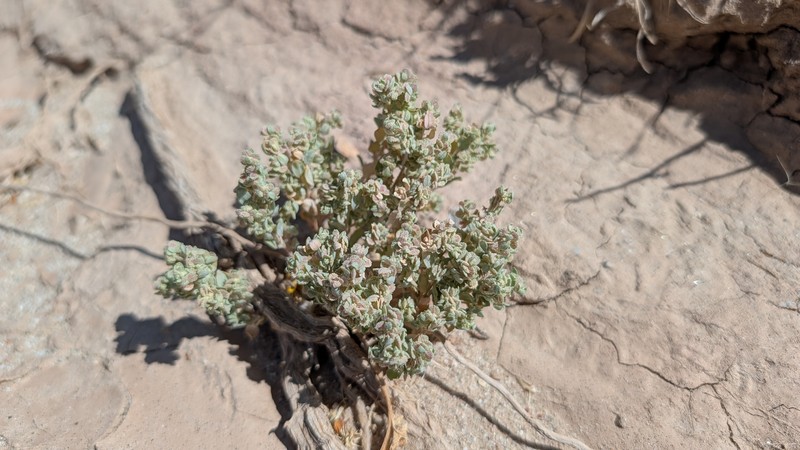 Atriplex elegans var. fasciculata