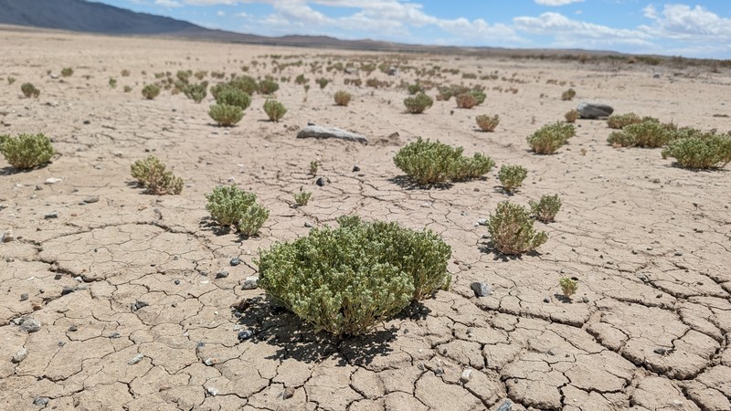Atriplex elegans var. fasciculata photo 2