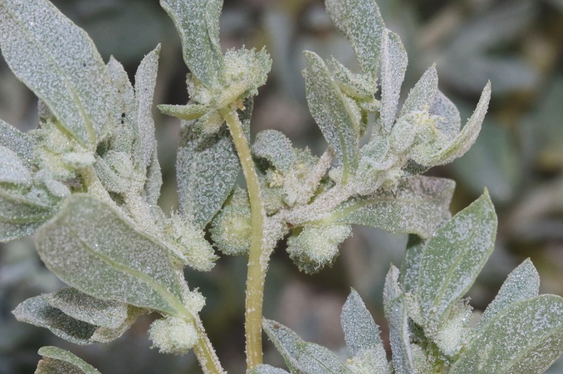 Atriplex elegans var. fasciculata photo 3